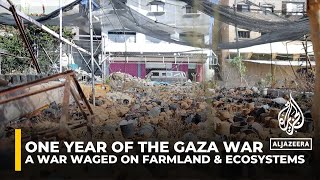 Ecocide in Gaza: A war waged on farmland and ecosystems