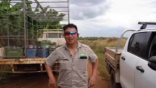 🍌 A Day in the Life of a Banana Farmer at Darwin Fruit Farms in Humpty Doo 🌞