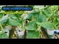 SNAP HYDROPONIC! PECHAY PLANTING TO HARVEST. D.I.Y. Hydroponic Set-up.