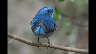 Himalayan Bluetail: Lansdowne (Uttarakhand)