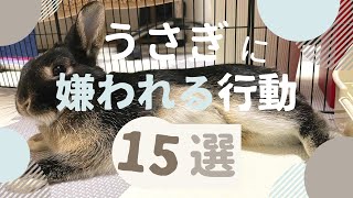 【保存版】うさぎに嫌われる行動１５選｜飼い主がやりがちなうさぎとの間違ったコミュニケーション