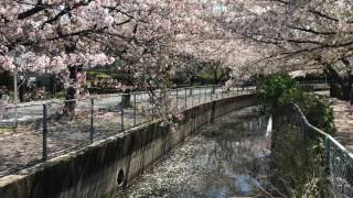 川口市 グリーンセンター 桜