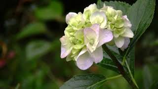 雨の日の紫陽花 1 Hydrangea on a rainy day 1