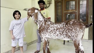 Pakistani look like makkhi cheena goat 150 kg self feeding goat qurbani mohammed ali