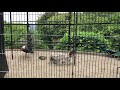 fukuoka hakata shimonoseki 福岡／博多 下関 🎌 jun 2018 🎌🍈 fukuoka zoo and bontanical garden 🦈 20180612