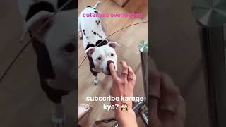 cuteness overloaded #dog #funny #shortvideo