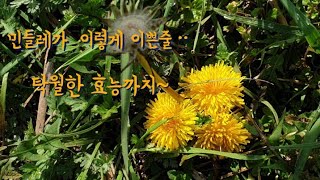 #민들레효능  민들레가 이렇게 이쁜줄ᆢDandelions are like this