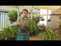 The Garden Gurus - Growing Cymbidium Orchids