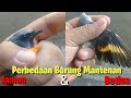 Perbedaan Burung Mantenan Jantan & Betina