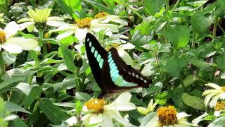 アオスジアゲハ/common bluebottle //Graphium sarpedon 20241031