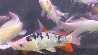 Amazing Koi Fish 😍😍😍😍😍😍|| Koi lover || Koicrap || Aquarium koi