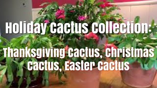 My Holiday Cactus Collection: Thanksgiving Cactus, Christmas Cactus, Easter Cactus