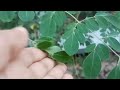 शेवगा झाडाची माहिती आणि उपयोग shevga vruksh mahiti shevga शेवगा moringa shevga miracle tree