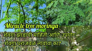 शेवगा झाडाची माहिती आणि उपयोग|shevga vruksh mahiti|shevga|#शेवगा#moringa#shevga#miracle-tree