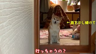 めちゃ切なくなる柴犬の見送り方が可愛すぎた！ shiba inu