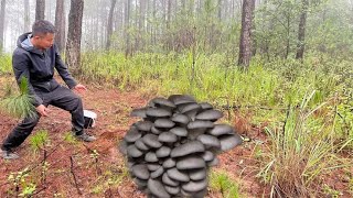 农村小伙去大山里捡野生菌，意外发现野生平菇，这下可高兴坏了