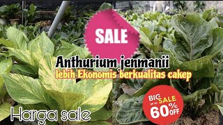 Anthurium Rekomendasi yang wajib di Miliki‼️eps.1.732