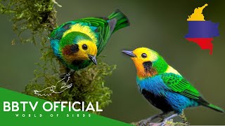 Birds Of Colombia | Most Beautiful Birds Found in Colombia You've Never Seen | BBTV Official