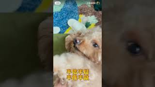 當我故意叫錯狗的名字～ #萌寵 #寵物 #pets