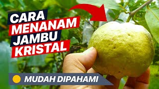 Proses Singkat Jambu Kristal dari cangkok sampai berbuah, Panduan Lengkap Budidaya Jambu Kristal