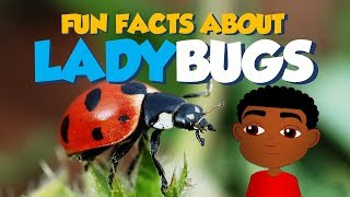 Amazing Facts about Bugs, Beetles & Insects for Kids (Fun Facts): Ladybugs (Educational Cartoon)