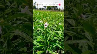 beautiful flowers of sesame #gbmfarmer #sesame #farming