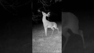 Bucks Working Scrape/Licking Branch (4 of 5)