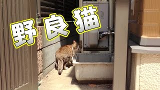 近所の野良猫 その1　- the stray cat Part1 -