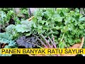 PANEN BANYAK RATU SAYURAN KALE CURLY,KALE SIBERIAN,KALE RED RUBLE,KALE RED RUSIAN