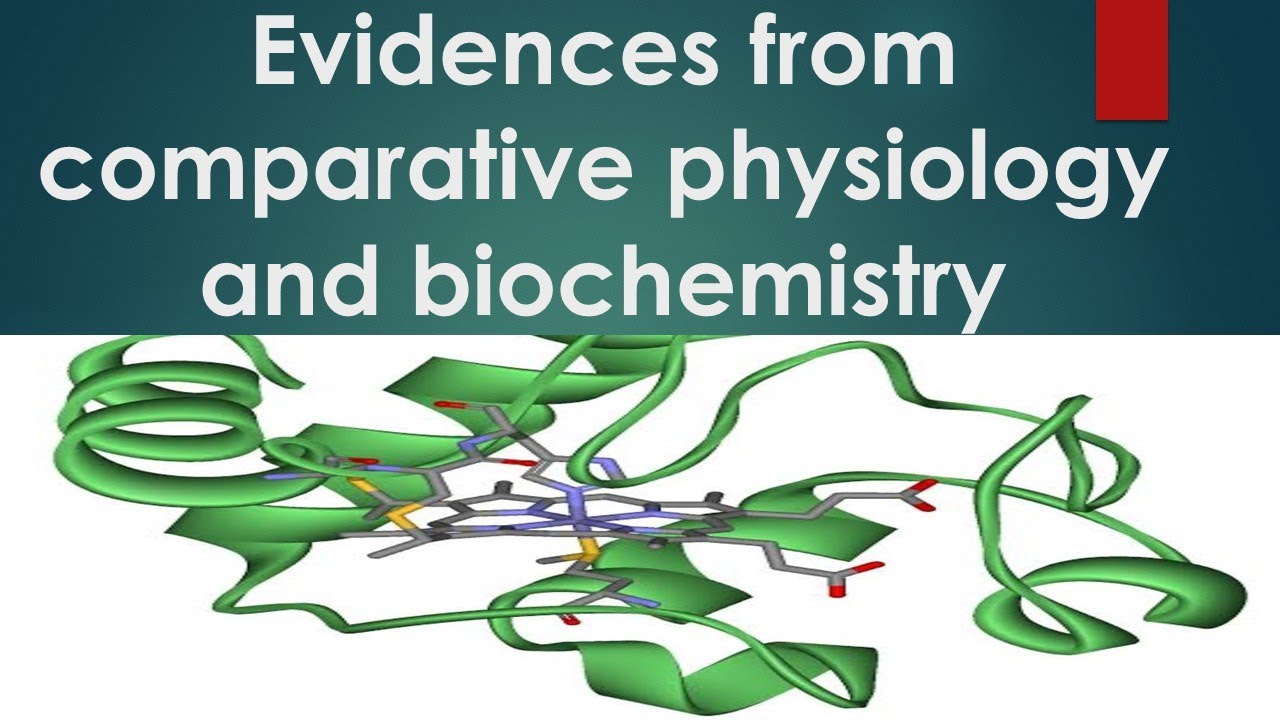 Evidences From Comparative Physiology And Biochemistry - YouTube