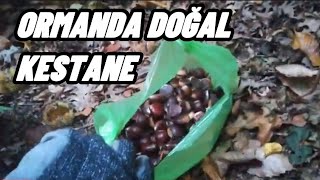 KESTANE,Kaz dağlarında kestane toplamak. Şimdi kestane zamanı 18.10.2020, chestnut, natural chestnut