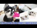 大きなてるおと、小さなトイプードル　🐶ひみつきちなう！ 1🐶 ミニチュアブルテリア チワワ 柴犬 トイプードル 2020年10月5日