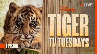 Tiger Tuesday Live! Watch Bakso Pounce \u0026 Play