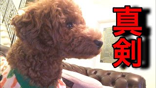 テレビのカバさんに話しかける犬📺トイプードルのロージー・シェリ・ジェム