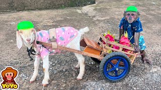 YoYo JR takes goats to harvest vegetables sell and help people around