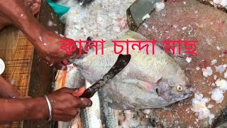 কাল চান্দা মাছ কাটার সময় বাজারে ||Black Pomfret Fish Cutting  in #india