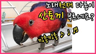 [뉴기니아 천재] 산토끼 부르는 앵무새, 깡총깡총 들어보세요~ singing parrot