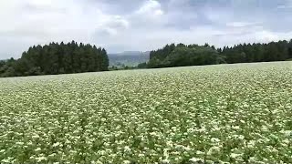 そばの花が見ごろ　残雪の飯豊連峰と純白の可憐な花の共演　8月には新そばに＜福島・喜多方市塩川町＞　 (23/06/21 18:50)