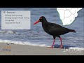 african oystercatcher