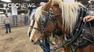 82-year-old man is 1st time competitor in Agribition chore team event