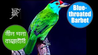 08 Blue throated Barbet/ নীল গলা বসন্তবৌরি