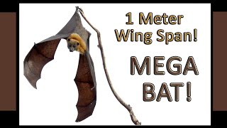 The Flying Fox!  The largest Mega Bat with a Wing Span of 1 Meter!!! MUST SEE!