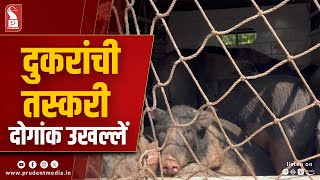 Two Pig-Laden Trucks Seized In Valpoi