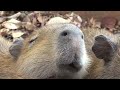 カピバラ　大宮公園小動物園　チェリーの午睡