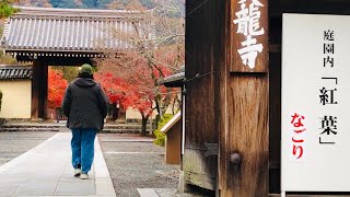 2024年12月13日(金) 紅葉名残りの京都嵐山🍂Late autumn leaves Kyoto/Arashiyama