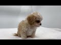 【mixキャバリアｘビションフリーゼ】話題の子犬がやってきた