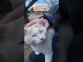 撫でられて満足気な猫の顔が可愛すぎる…！