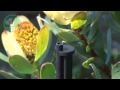 adjustable mini bubbler guide micro irrigation