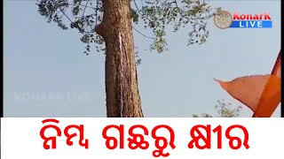 ନିମ୍ବ ଗଛରୁ ବାହାରୁଚି କ୍ଷୀର, ମୟୁରଭଞ୍ଜ