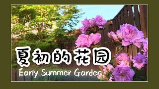 初夏花园欣赏 2019 | 花园设计 | 杜鹃花 鸢尾花 丁香花 蓝莓 | 园艺 | Garden Tour Early Summer 2019 | Real Simple Jill